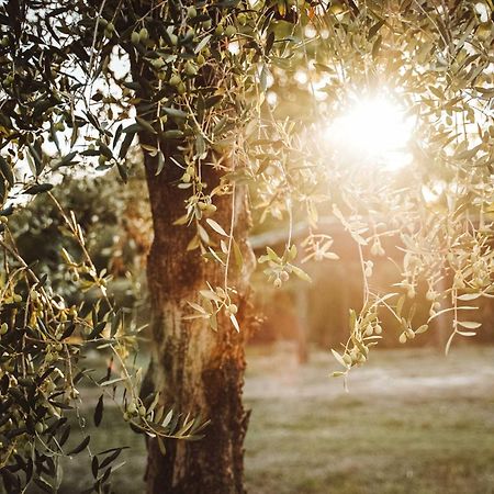 Agriturismo Podere Luchiano アメリア エクステリア 写真