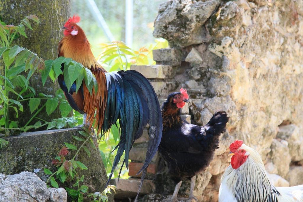 Agriturismo Podere Luchiano アメリア エクステリア 写真