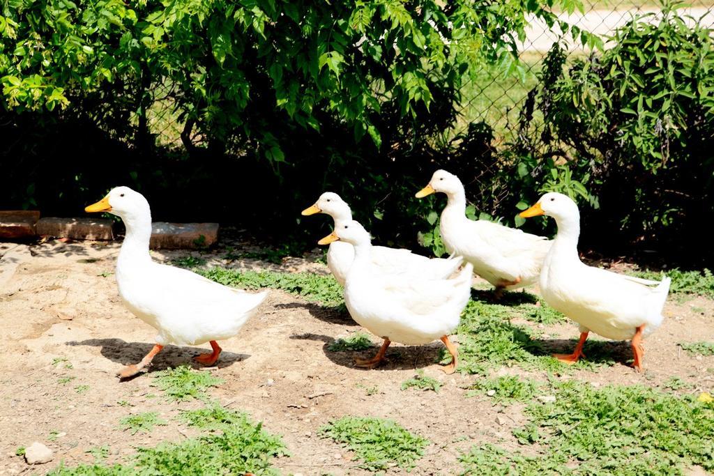 Agriturismo Podere Luchiano アメリア エクステリア 写真