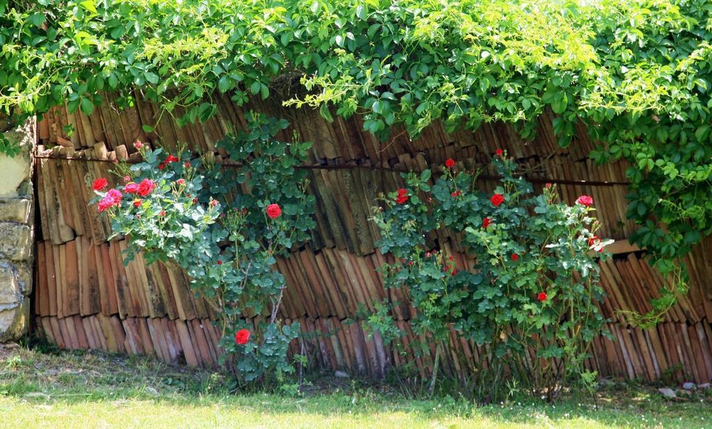 Agriturismo Podere Luchiano アメリア エクステリア 写真