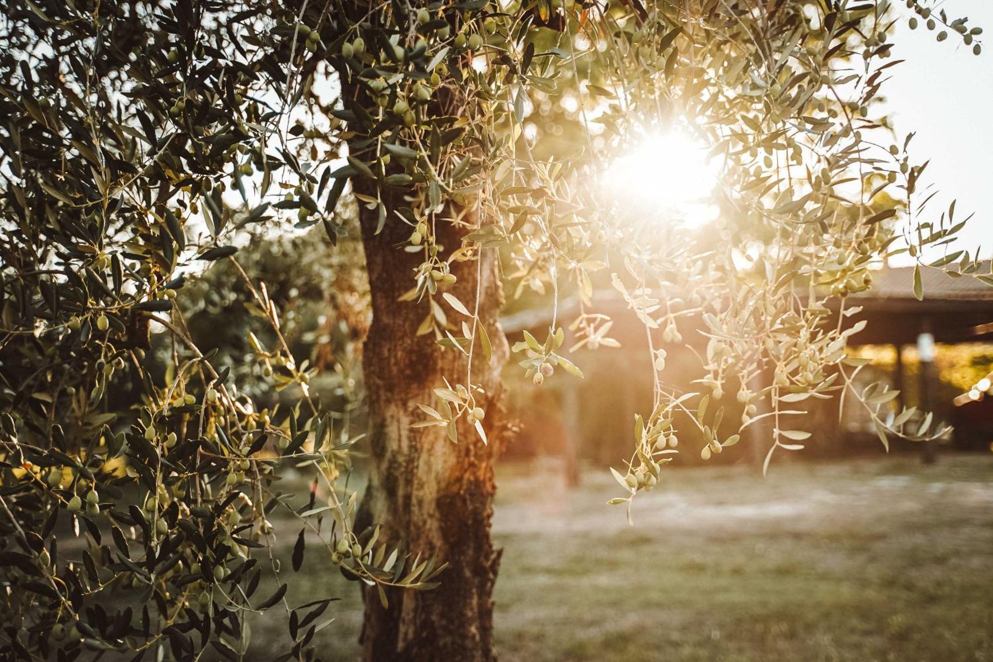 Agriturismo Podere Luchiano アメリア エクステリア 写真